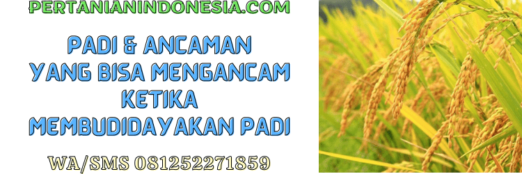 padi,ancaman,budidaya,tanaman,tanaman padi,pertanian indonesia